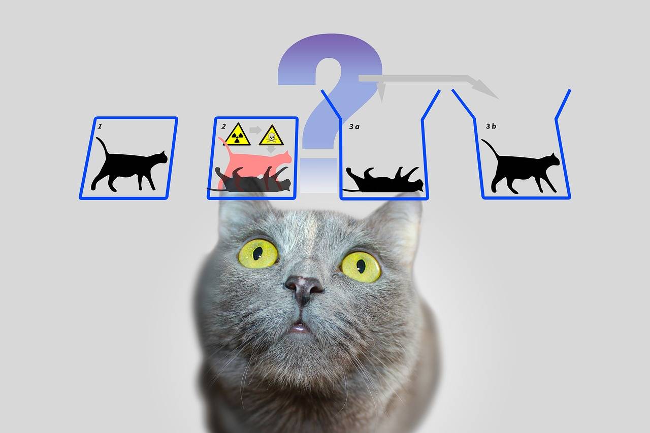 量子是什麼？物理學家帶你探索量子世界奧秘！
physics, schrödinger's cat, schrödinger